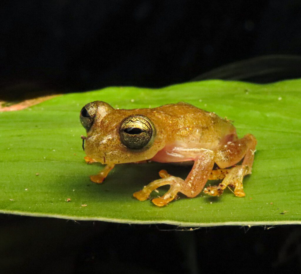 Reserva Andinobates Boquerón