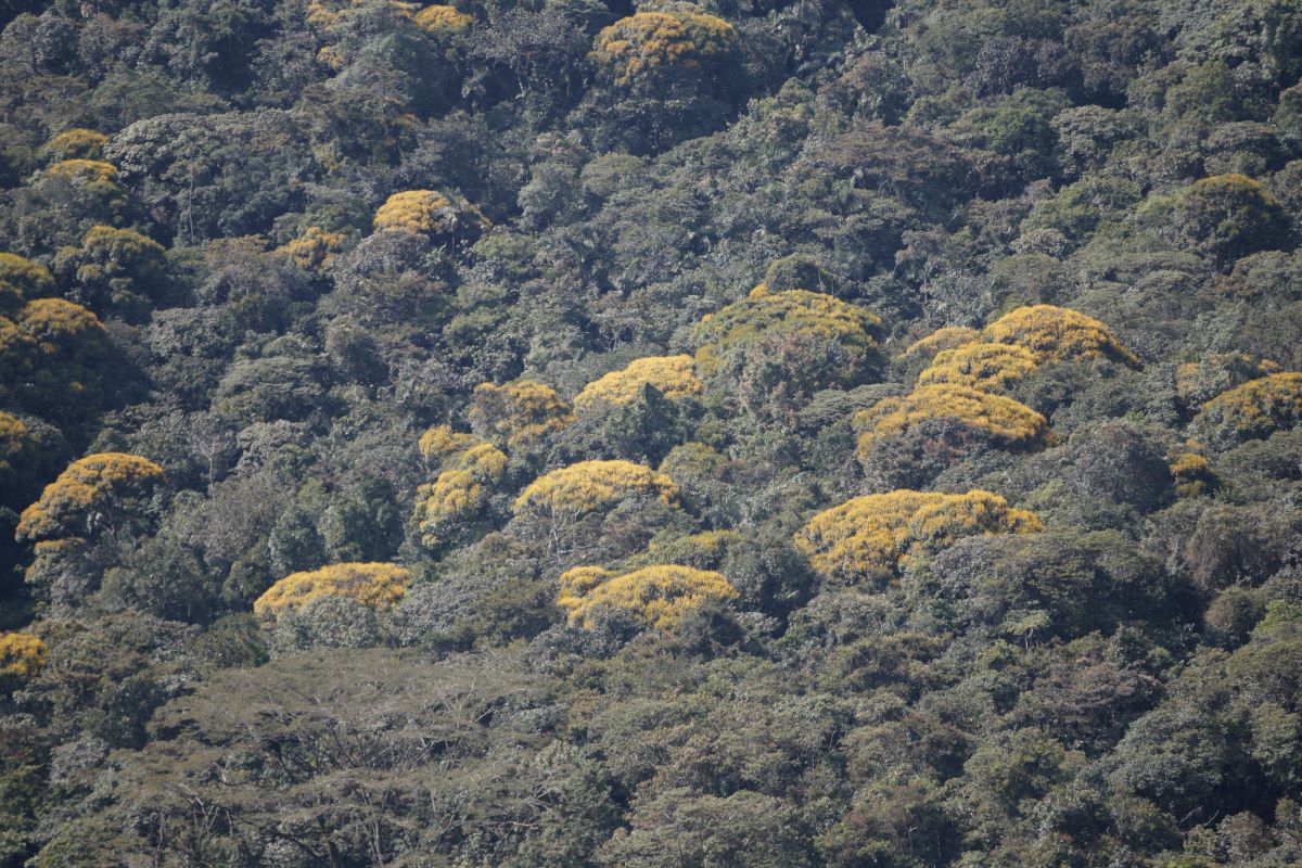 Bosque andino RAB