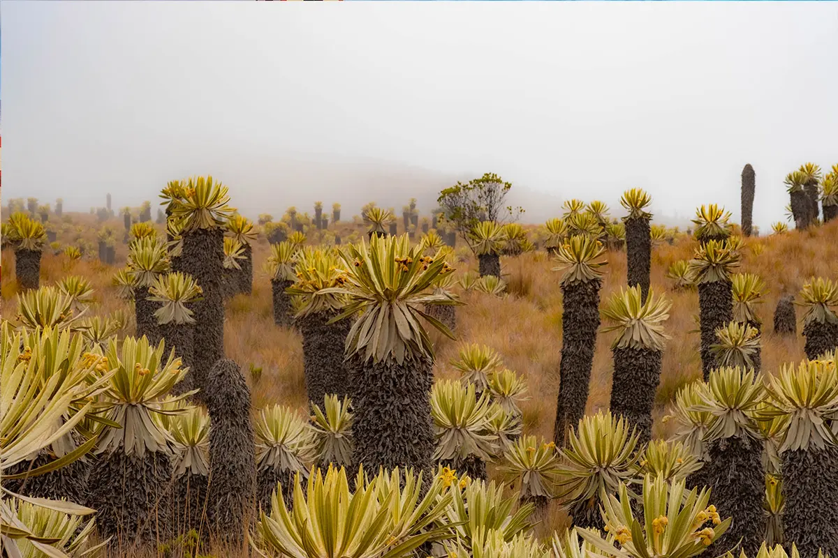 Valle de frailejones en los páramos del Mosaico Arma-Miel